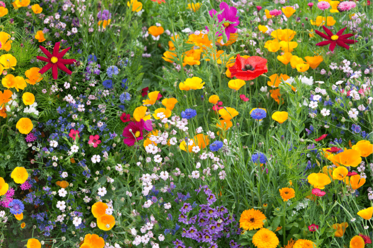 land van ons burgercooperatie meedoen