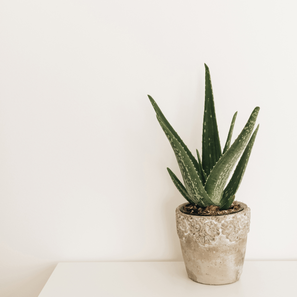aloe vera plant